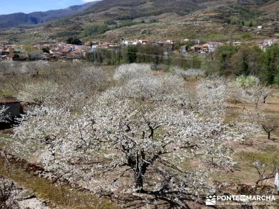 Cerezos en flor en el Valle del Jerte - madrid senderismo;patones torrelaguna botas de montaña